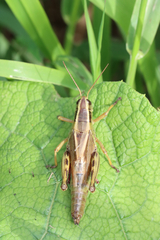 Melanoplus bivittatus