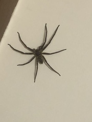 Heteropoda venatoria