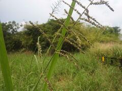 Echinochloa pyramidalis