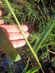 Paspalum pubiflorum