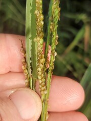 Paspalum pubiflorum
