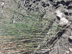 Schoenoplectus lacustris