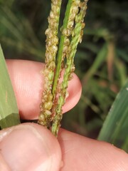 Paspalum pubiflorum