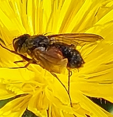 Eriothrix rufomaculata