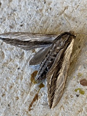 Sphinx vanbuskirki