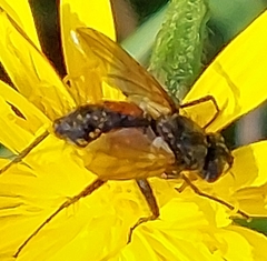 Eriothrix rufomaculata