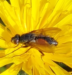 Eriothrix rufomaculata