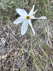 Narcissus deficiens