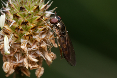 Melanostoma mellinum