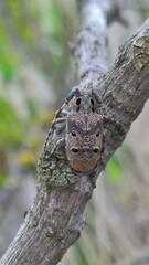 Mesosa curculionoides