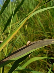 Stictocephala basalis