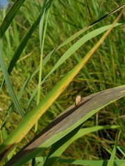 Stictocephala basalis