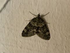 Chloroclysta siterata