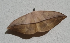 Lonomia