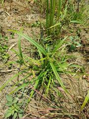 Cyperus pumilus