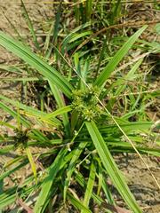 Cyperus pumilus
