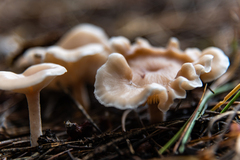 Lentinellus micheneri