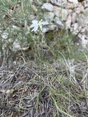 Narcissus deficiens