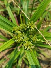Cyperus pumilus