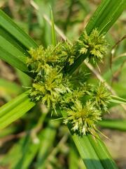 Cyperus pumilus