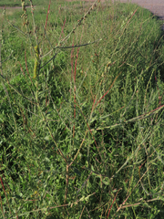 Oenothera curtiflora