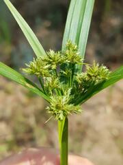 Cyperus pumilus