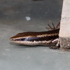 Mabuya dominicana