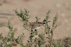 Crithagra atrogularis