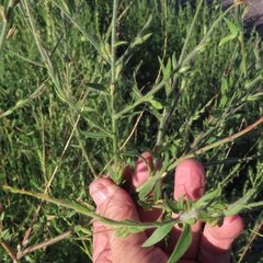 Oenothera curtiflora