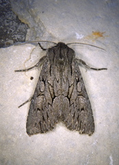 Fishia yosemitae