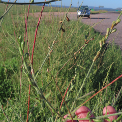 Oenothera curtiflora