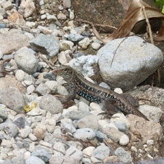 Pholidoscelis fuscatus