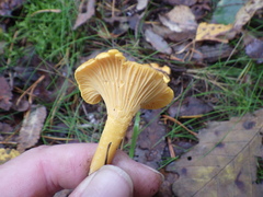 Cantharellus cibarius