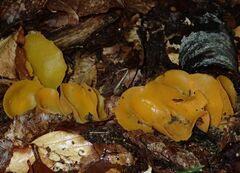 Sowerbyella imperialis