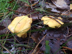 Cantharellus cibarius