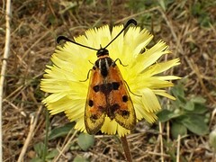 Zygaena fausta