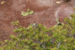 Passer hispaniolensis