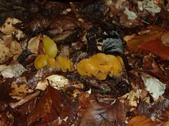 Sowerbyella imperialis