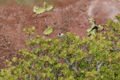 Passer hispaniolensis