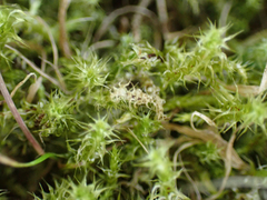 Rhytidiadelphus squarrosus