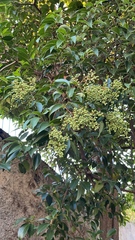 Ligustrum lucidum