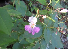 Impatiens balfourii