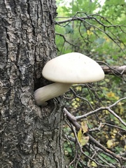 Hypsizygus