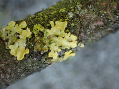 Polycauliona polycarpa