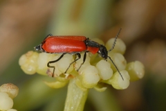 Anthocomus rufus