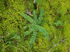 Astragalus tennesseensis
