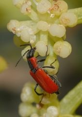 Anthocomus rufus