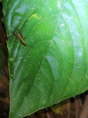 Scaria