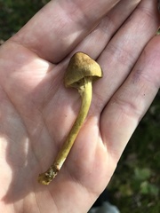Cortinarius croceus