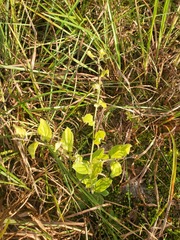 Lithospermum tuberosum